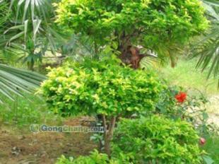 東莞苑美園林景觀工程 專業(yè)打造休閑舒心的后花園庭首選